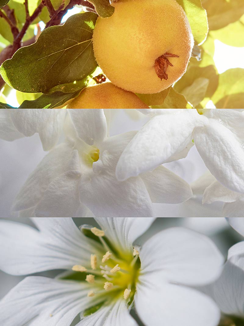 Ydeyma For You perfumy damskie słodkie