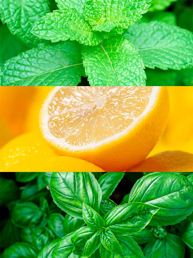 Ydeyma Mint Ocean perfumy męskie mięta