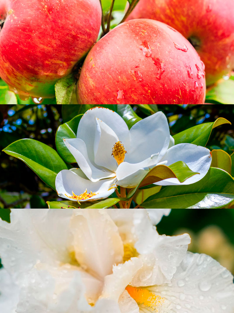 Ydeyma Sensación perfumy damskie jabłko magnolia