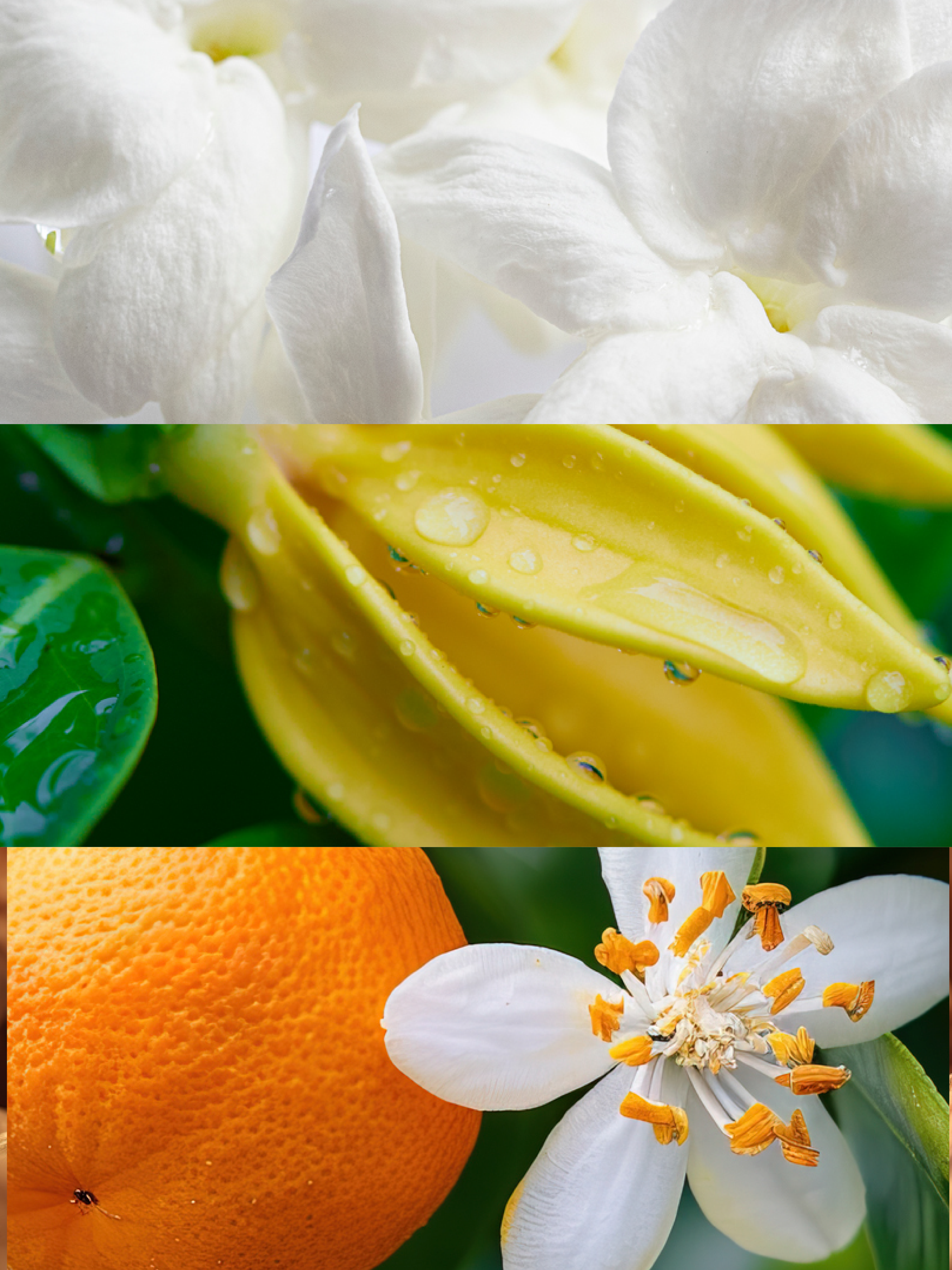 Ydeyma Rinascere perfumy damskie kwiatowe