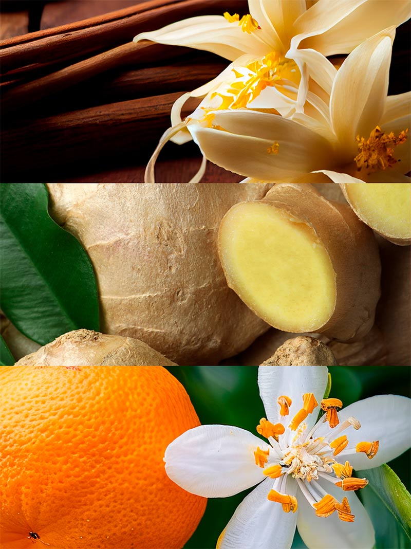 Ydeyma Insinué perfumy damskie orientalne